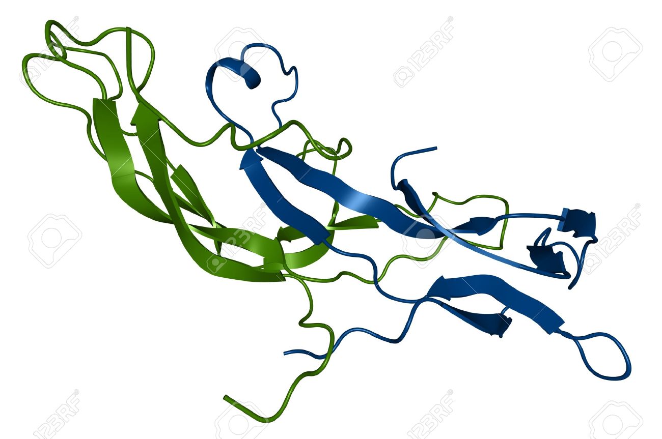 Human chorionic gonadotropin Human chorionic gonadotropin