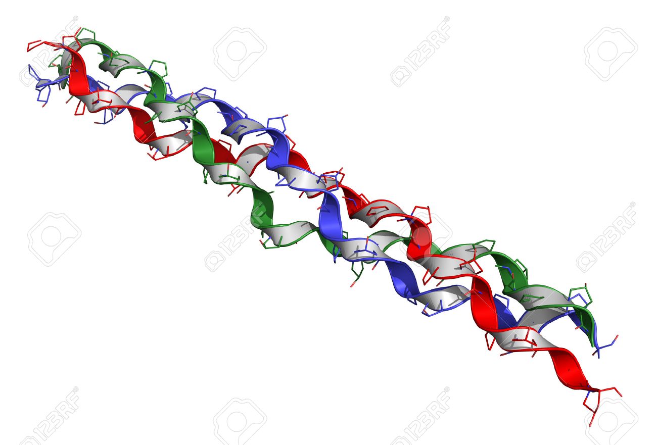 collagen model protein chemical structure essential component