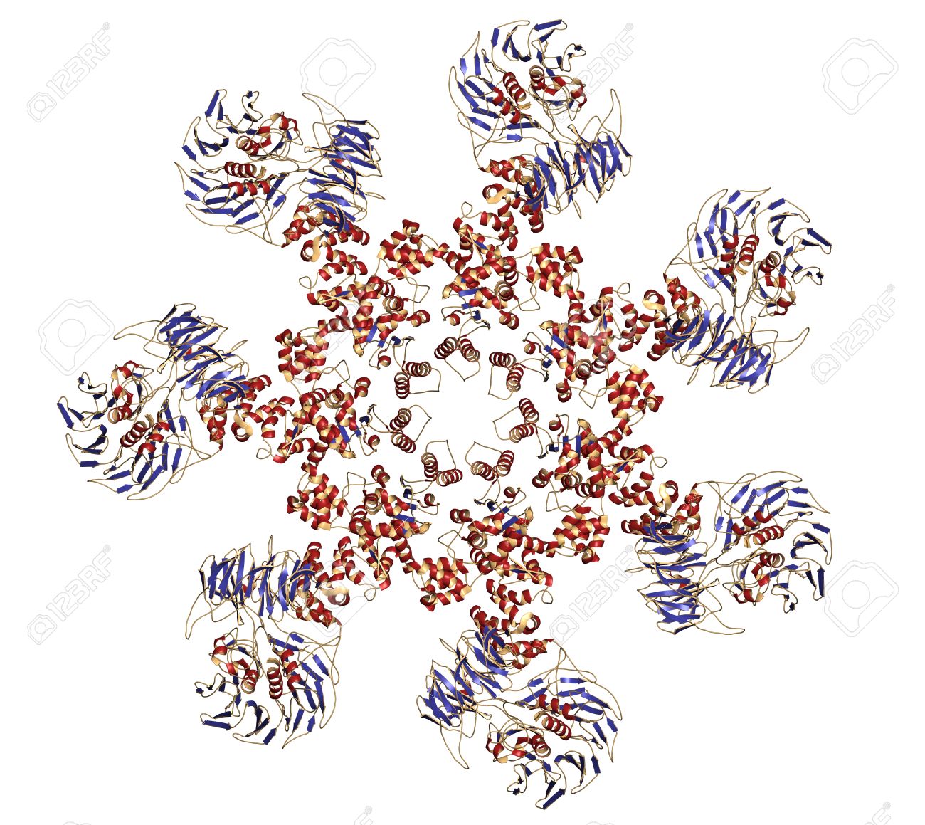 人間アポトソーム構造 アポトソーム アポトーシスの重要な役割を果たしているまたはプログラムされた細胞死と癌治療における治療上の ターゲットとして検討しました 漫画表現 二次構造の着色 の写真素材 画像素材 Image 24079225