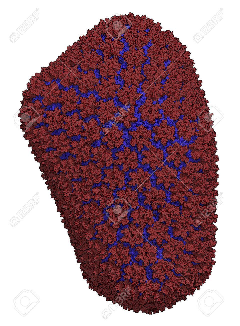 hiv retrovirus