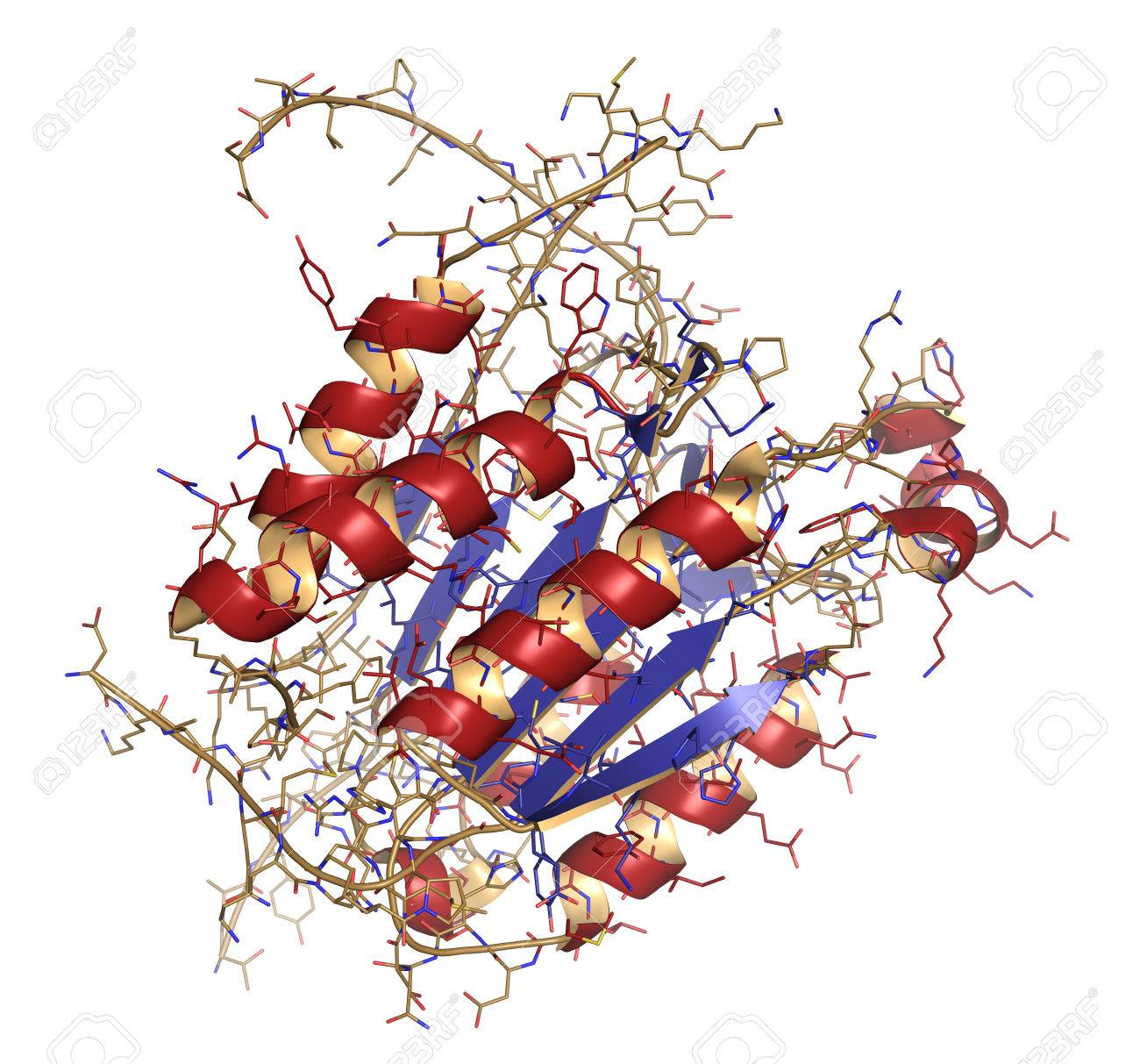 カスパーゼ 3 アポトーシス蛋白。プログラム細胞死における重要な役割を果たしている酵素です。漫画 + ライン モデル。二次構造色: 赤 Α ヘリックス、 β シート ブルー。の写真素材・画像素材 Image 39518036