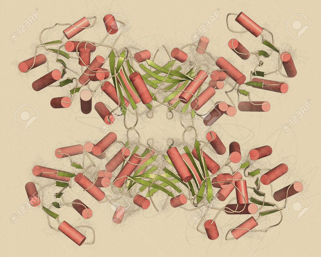 グルコース 6 リン酸脱水素酵素 G6pd 蛋白質 共同酵素 Nadph を生成するペントースリン酸経路の酵素 欠乏症は 溶血性貧血を引き起こします 3 D イラスト 二次構造 グリーン シート 赤ヘリを着色による漫画表現 の写真素材 画像素材 Image グルコース 6 リン酸脱水素酵素 G6pd 蛋白質 共同酵素 Nadph を生成するペントースリン酸経路の酵素 欠乏症は 溶血性貧血を引き起こします 3 D イラスト 二次構造 グリーン シート 赤ヘリを着色による漫画表現 の写真素材 画像素材 Image