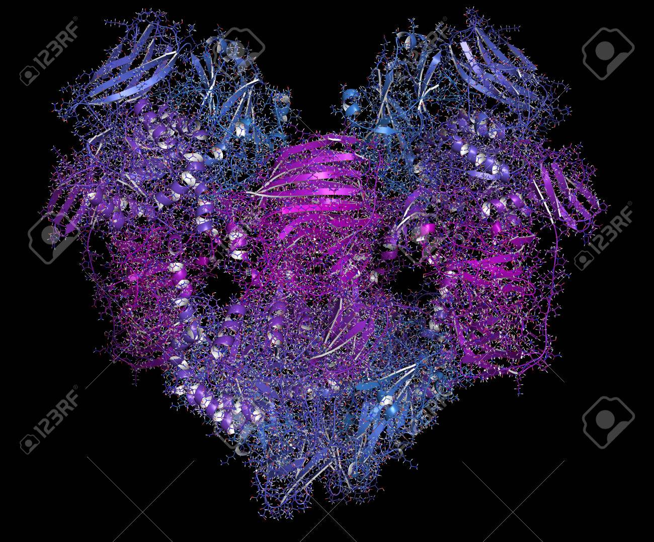 乳糖分解酵素 発酵乳酸菌 B ガラクトシダーゼ 酵素 乳糖ラクトース フリーの食品を準備するために使用酵母から分離されたタンパク質を消化します 3 D イラスト 漫画 ワイヤ フレーム表現 C 中期グラデーション着色する N 用語 の写真素材 画像素材 Image