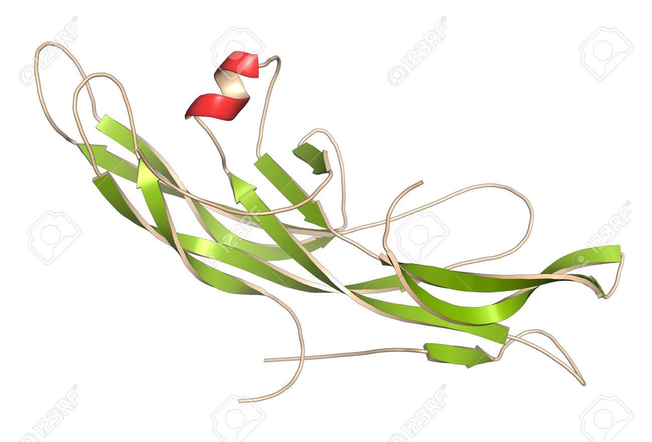 Human Chorionic Gonadotropin Hcg Glycoprotein Hormone 3d Rendering - 