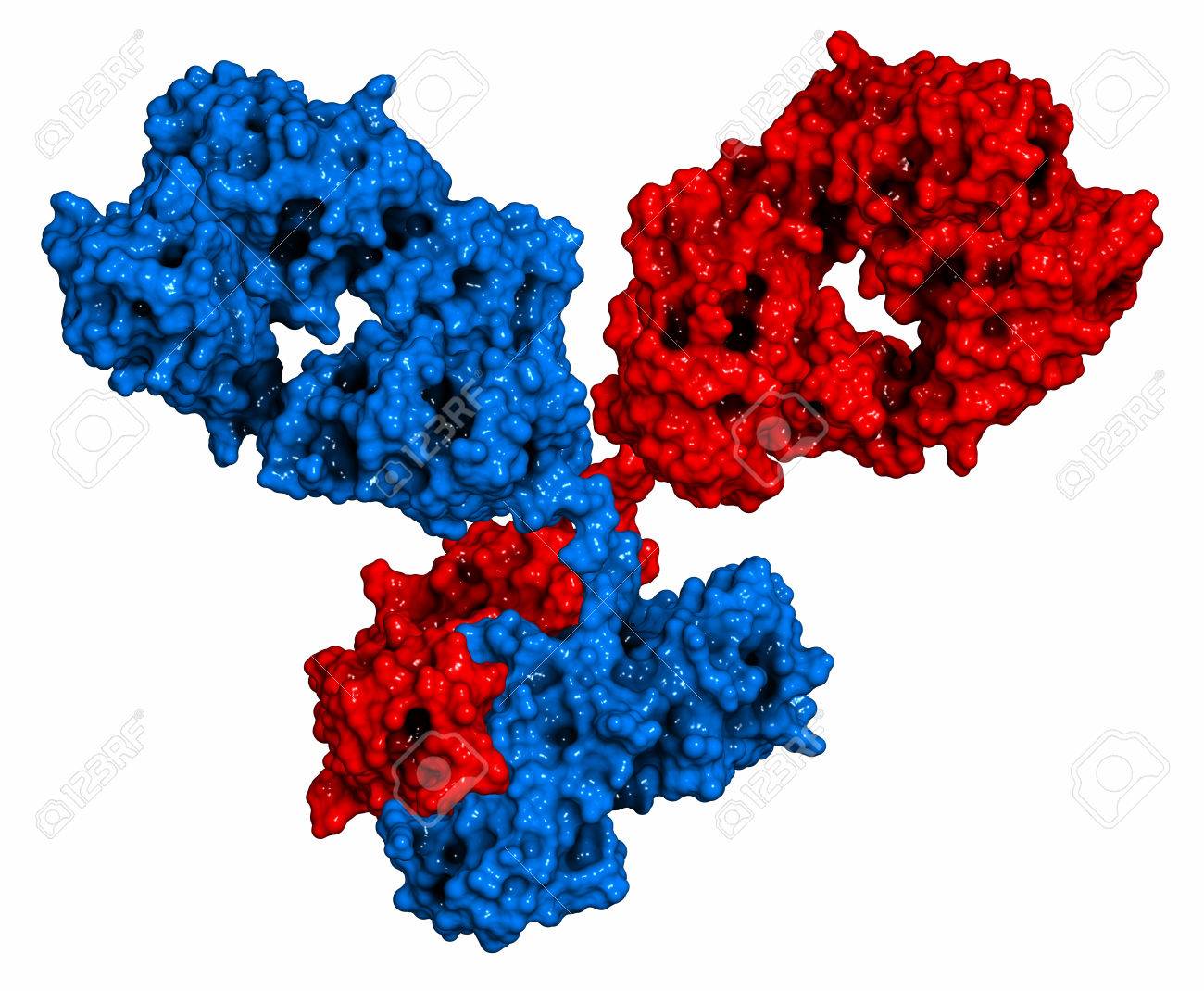 IgG1 Monoclonal Antibody (immunoglobulin). 3D Rendering. Many Biotech Drugs  Are Antibodies. Molecular Surface Model. Stock Photo, Picture And Royalty  Free Image. Image 70771265.