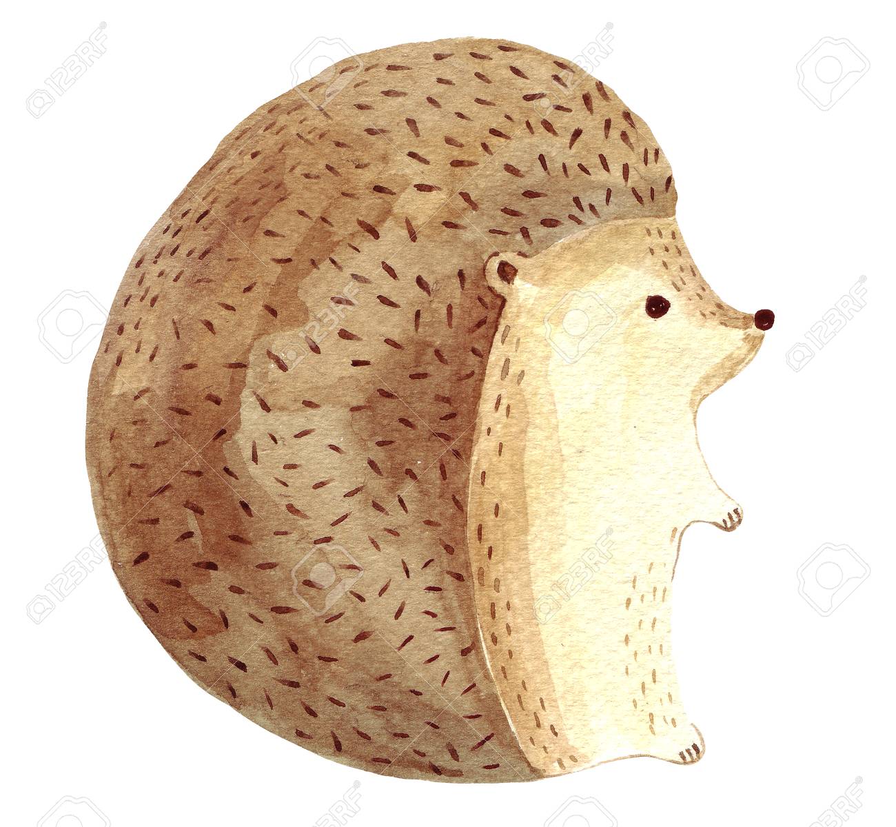 かわいいハリネズミの水彩イラスト の写真素材 画像素材 Image