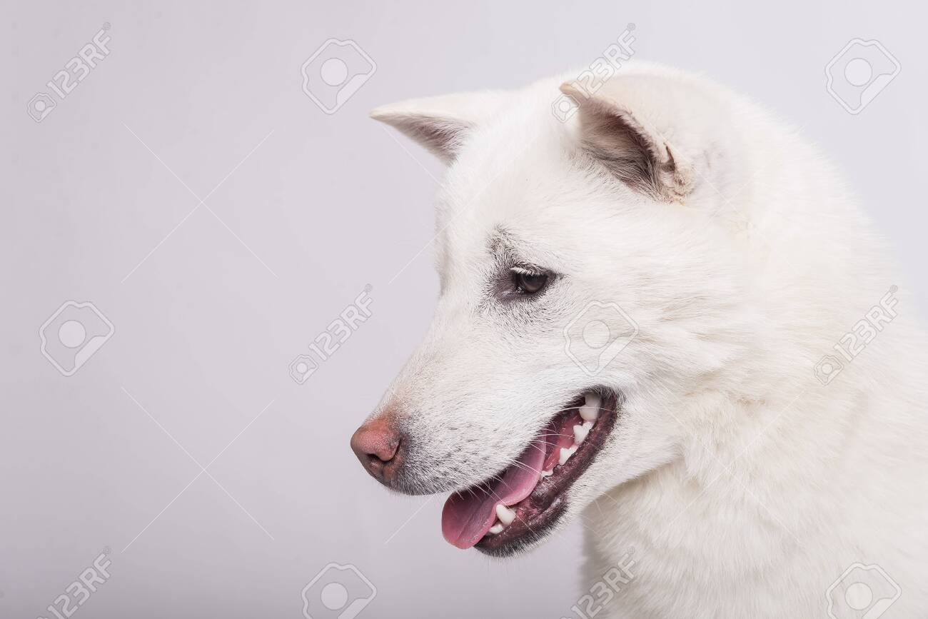 Kishu Inu White Japanese Beautiful Dog Middle Size Stock Photo, Picture and  Royalty Free Image. Image 148875377.