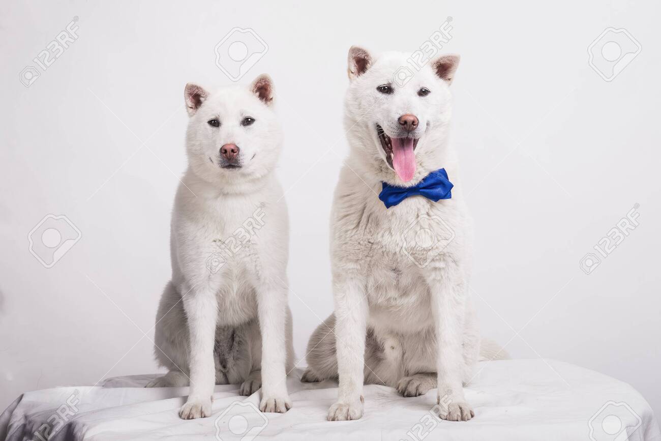 Kishu Inu White Japanese Beautiful Dog Middle Size Stock Photo, Picture and  Royalty Free Image. Image 148875391.