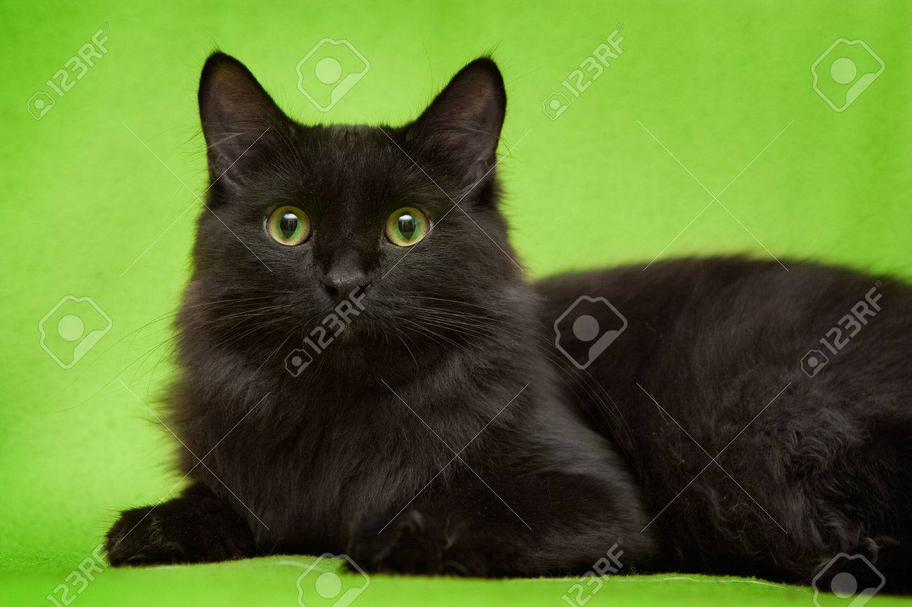 Schone Schwarze Katze Mit Grunen Augen Auf Grunen Decke Liegend Lizenzfreie Fotos Bilder Und Stock Fotografie Image Schone Schwarze Katze Mit Grunen Augen Auf Grunen Decke Liegend Lizenzfreie Fotos Bilder Und Stock Fotografie Image