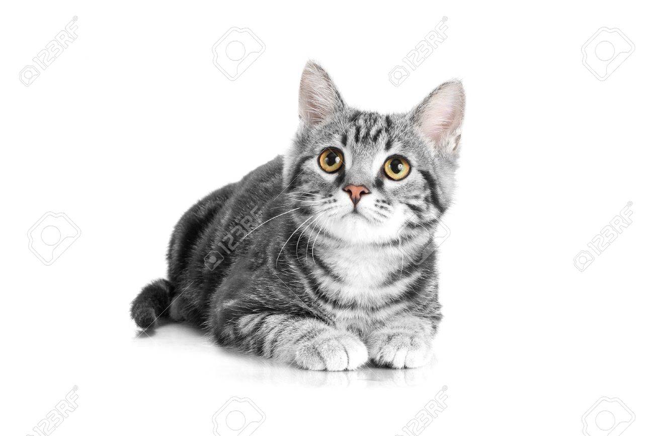 Tabby Grey Cat Lying On White Isolated Background Stock Photo Picture And Royalty Free Image Image Tabby Grey Cat Lying On White Isolated Background Stock Photo Picture And Royalty Free Image Image