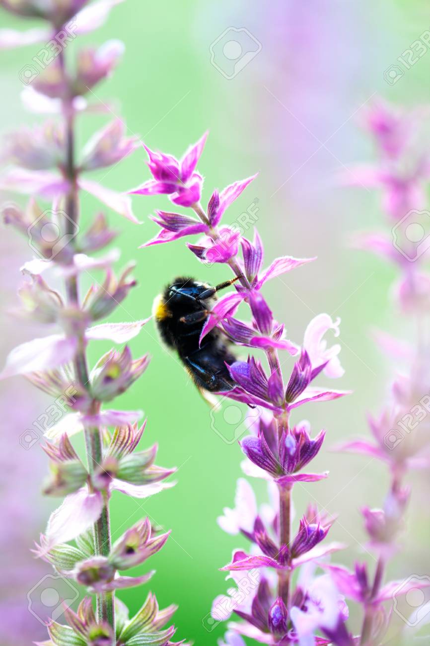 紫の花のふわふわ Bumlebee の写真素材 画像素材 Image