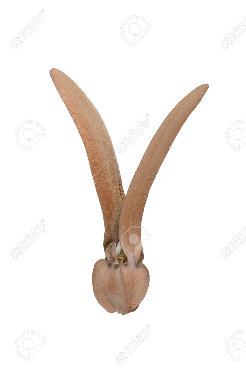 Dipterocarpus Seed Stock Photo, Picture And Royalty Free Image. Image 19547659.