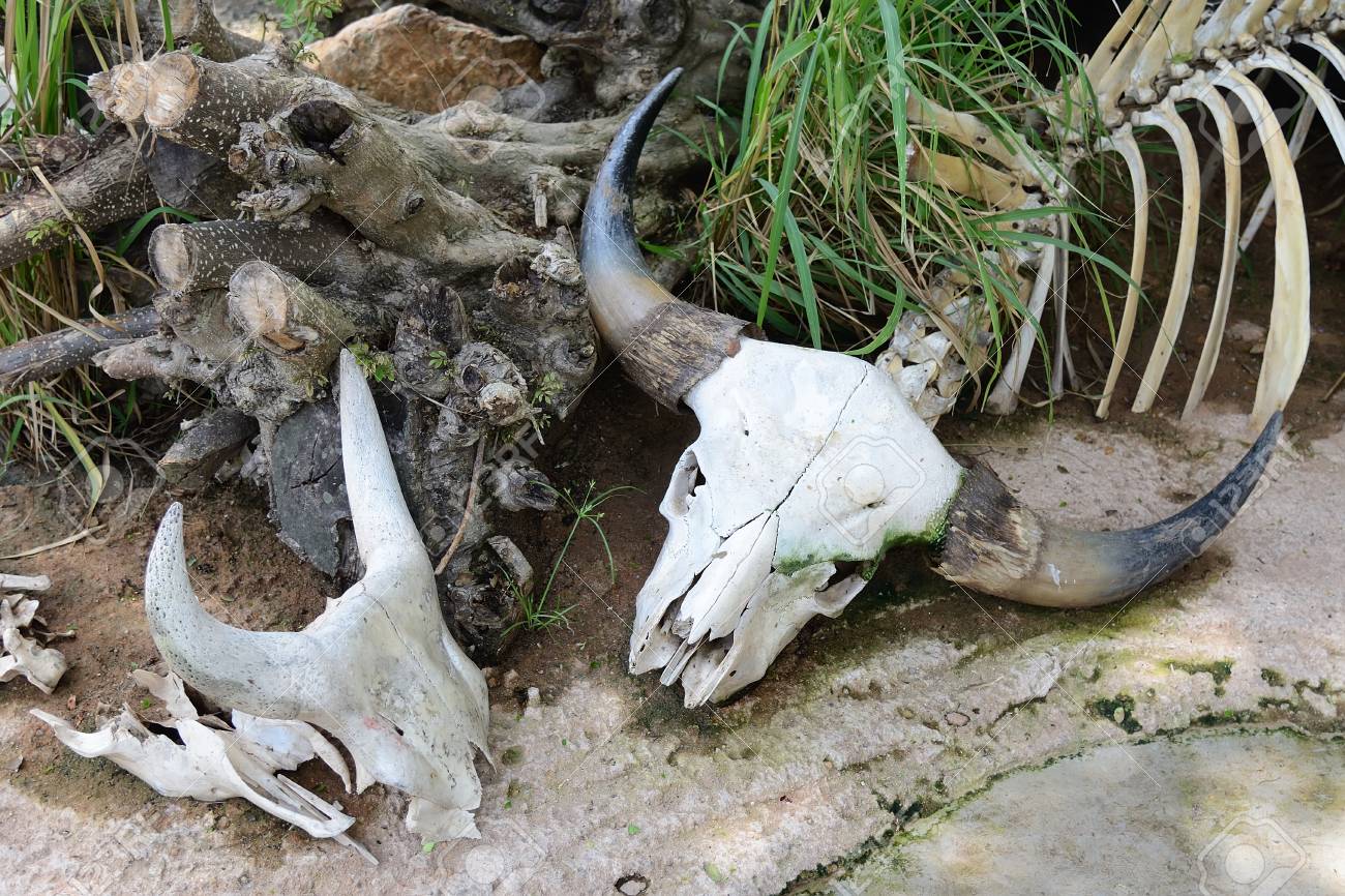 水牛の骨の写真素材・画像素材 Image 31394412