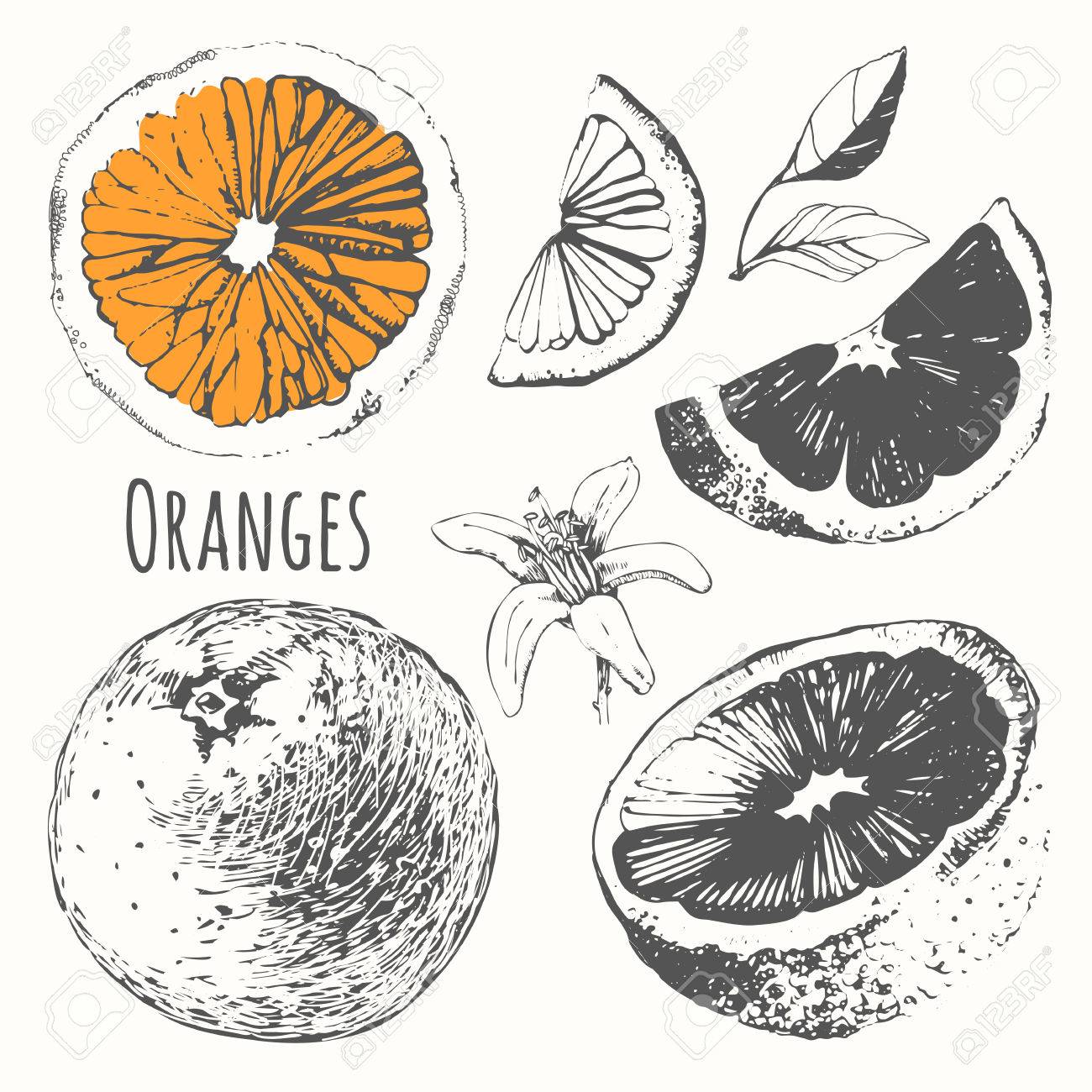 手描きオレンジのベクトル図です 食品の黒と白のスケッチ のイラスト素材 ベクタ Image