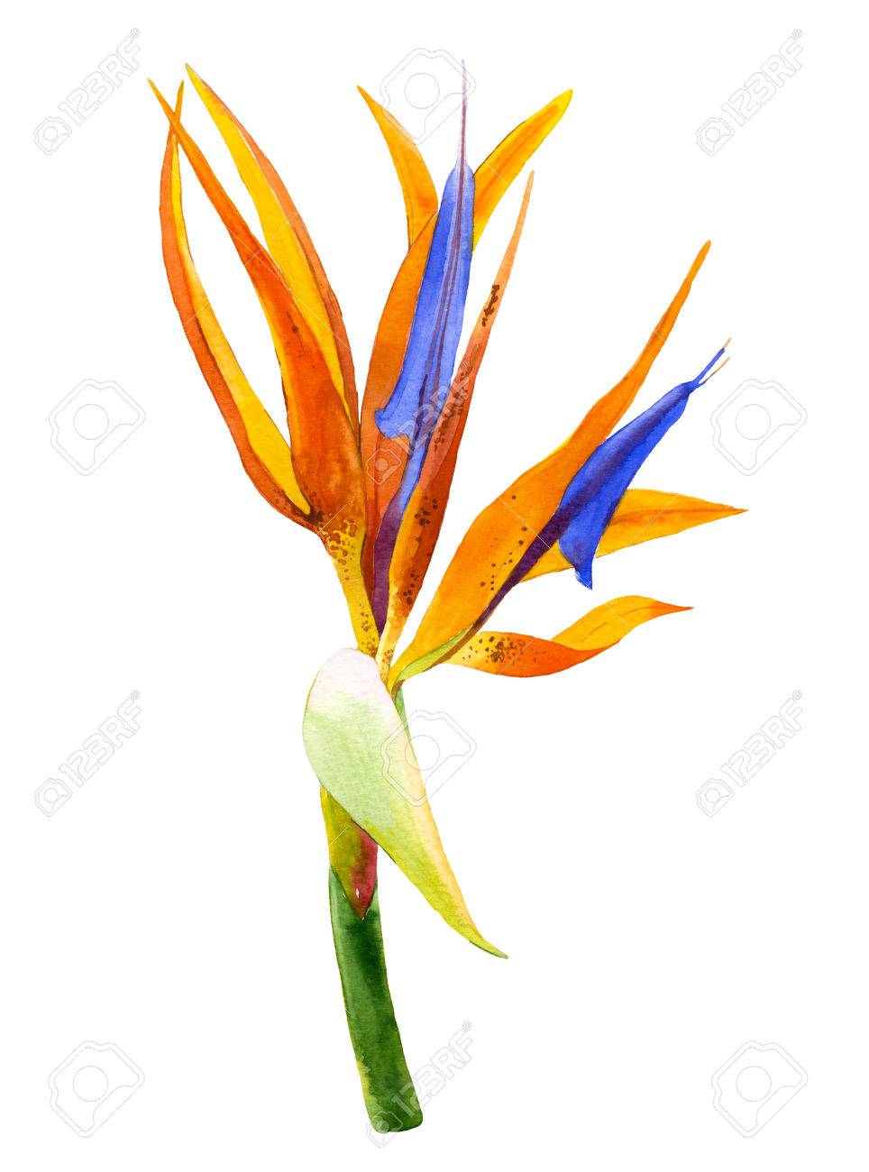 bird of paradise flower painted in watercolor botanical
