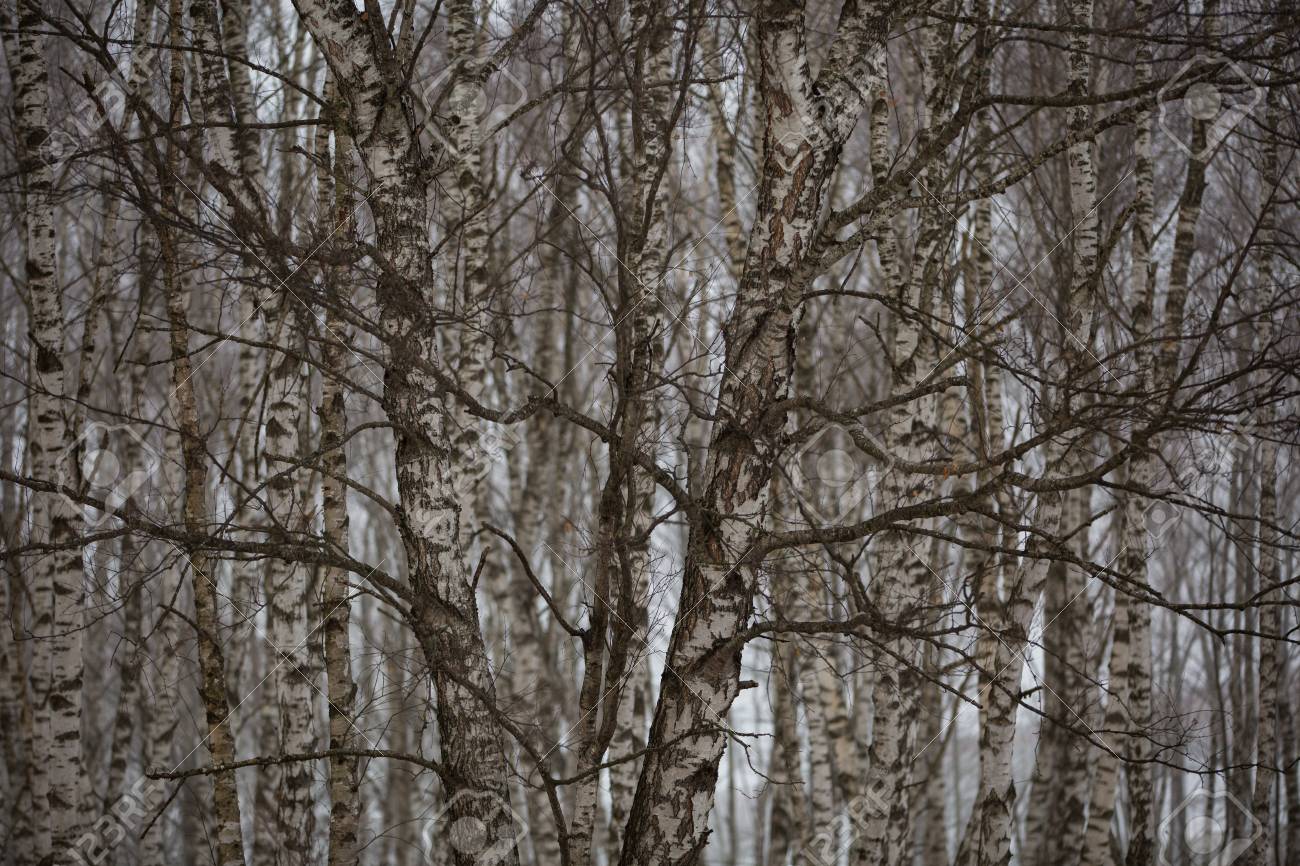 Betulas Sem Folhas No Inverno Floresta Enevoada Nas Montanhas Do Caucaso Fotos Retratos Imagenes Y Fotografia De Archivo Libres De Derecho Image 66753389
