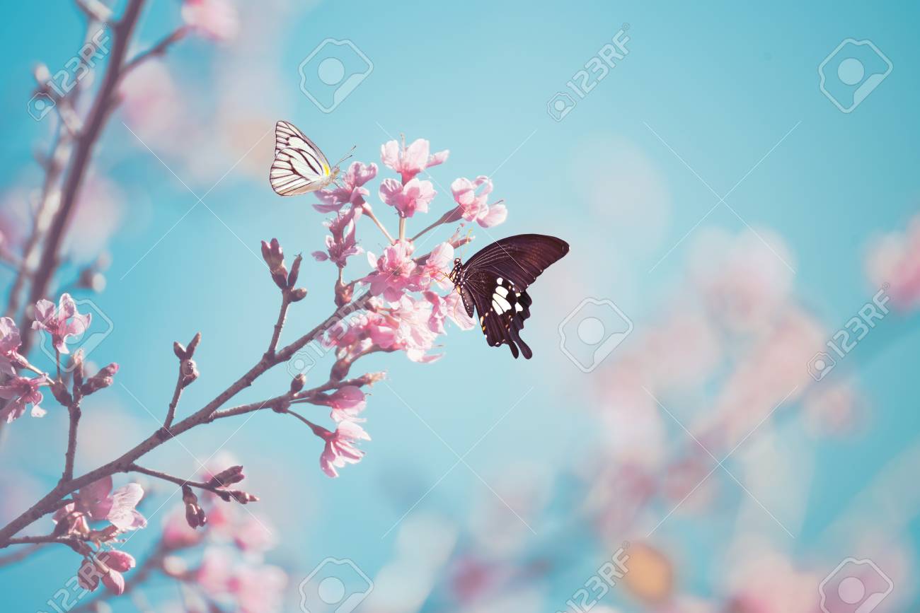 野生の桜と蝶。の写真素材・画像素材 Image 56720793