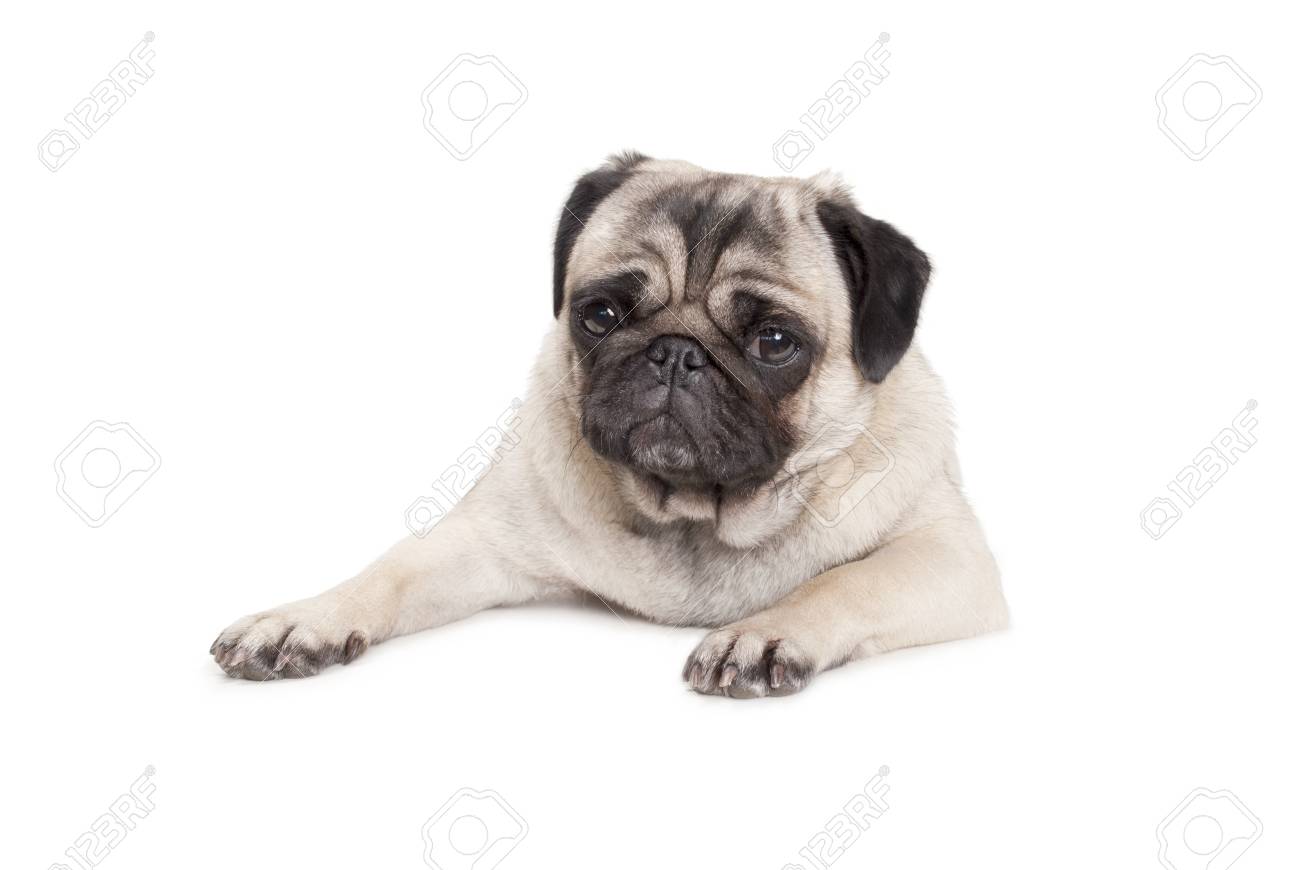 かわいいパグの子犬の犬 分離の白い背景に横たわって の写真素材 画像素材 Image かわいいパグの子犬の犬 分離の白い背景に横たわって の写真素材 画像素材 Image