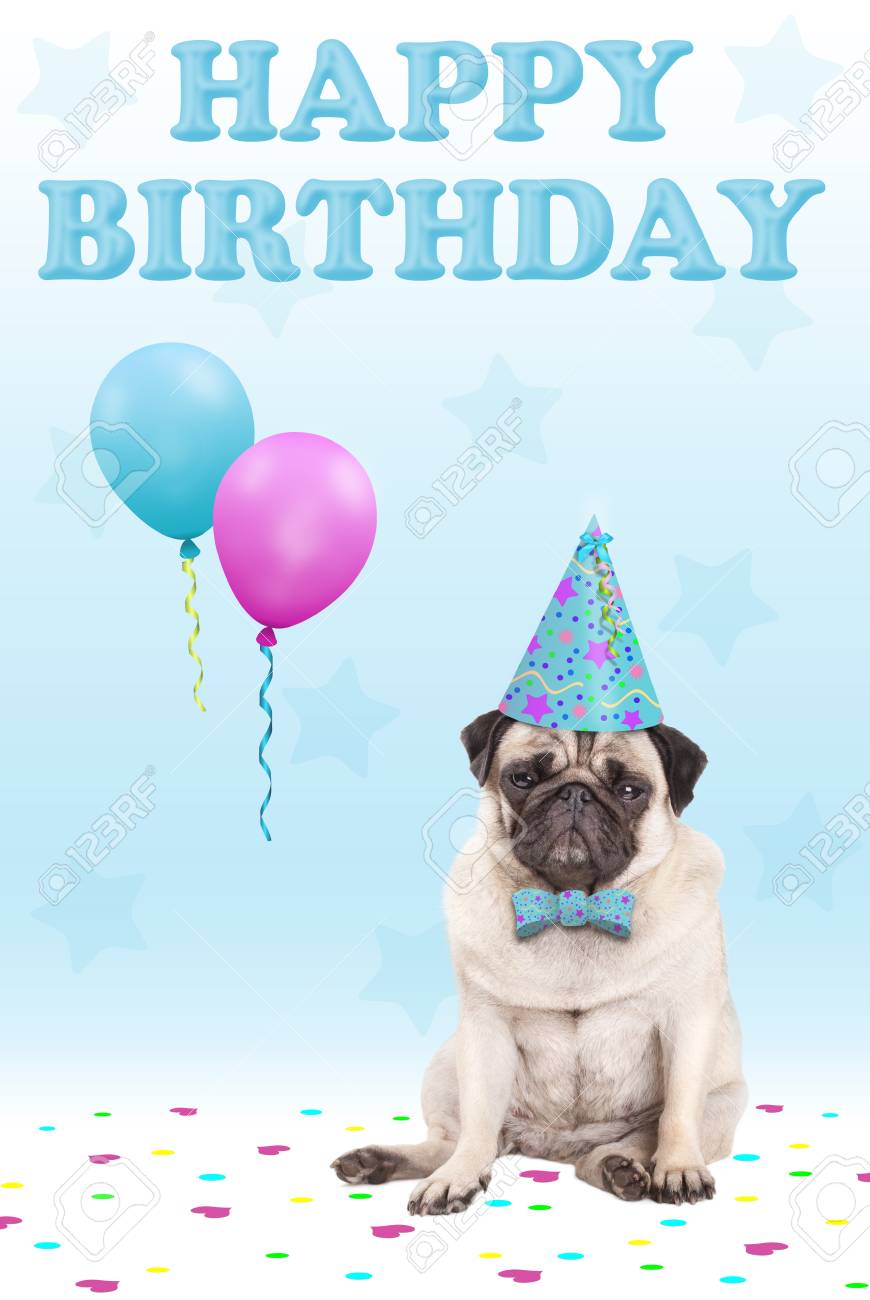 かわいいパーティー帽子 風船 紙吹雪やテキスト 誕生日おめでとう 青色の背景とパグ子犬犬に直面して不機嫌そうな の写真素材 画像素材 Image
