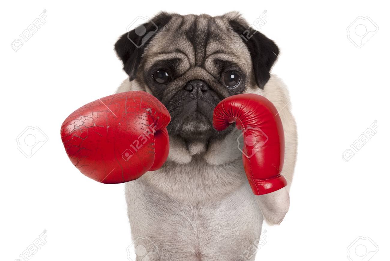 Pug boxing gloves Clearance