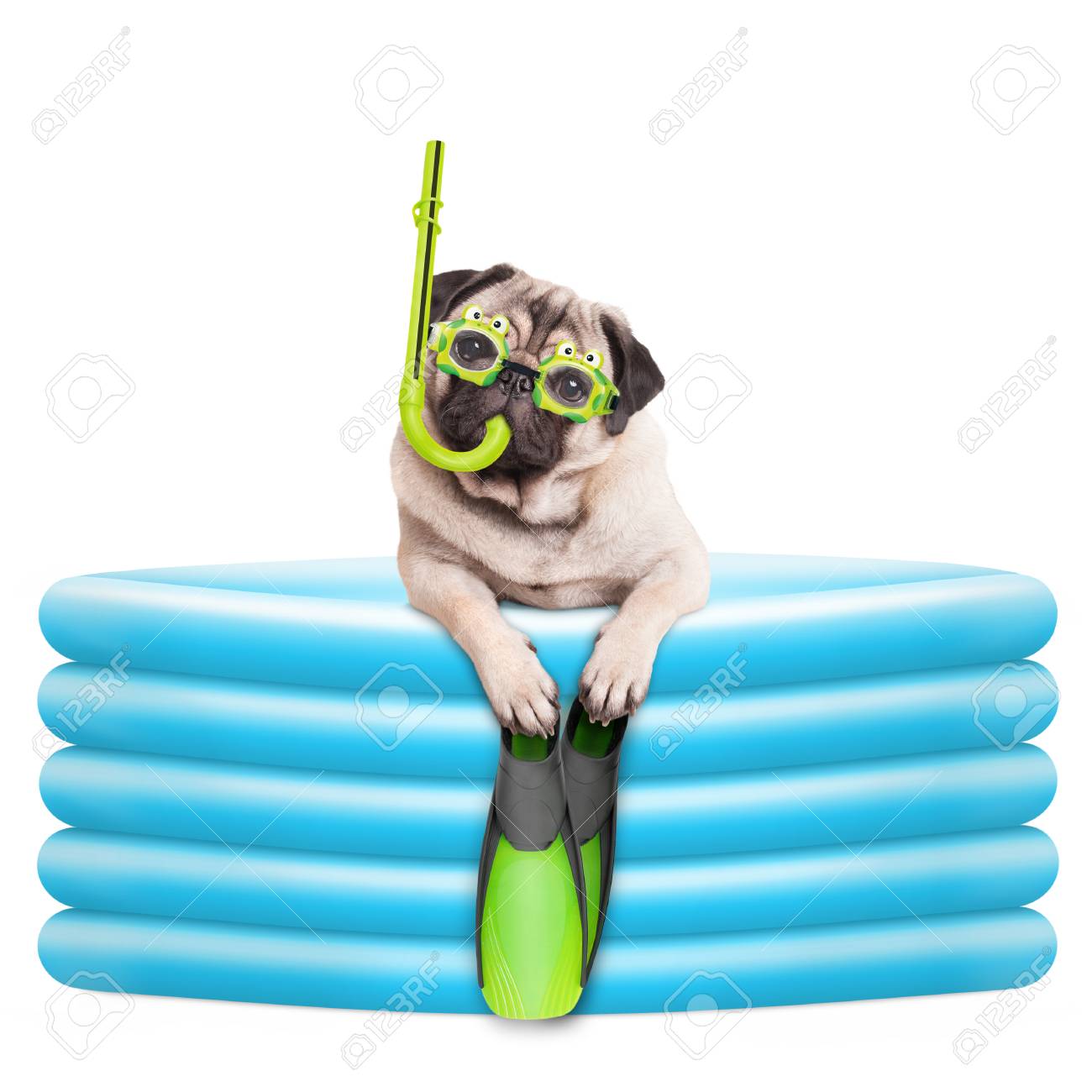 pug inflatable pool