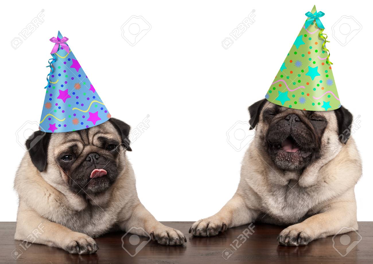 pug with party hat
