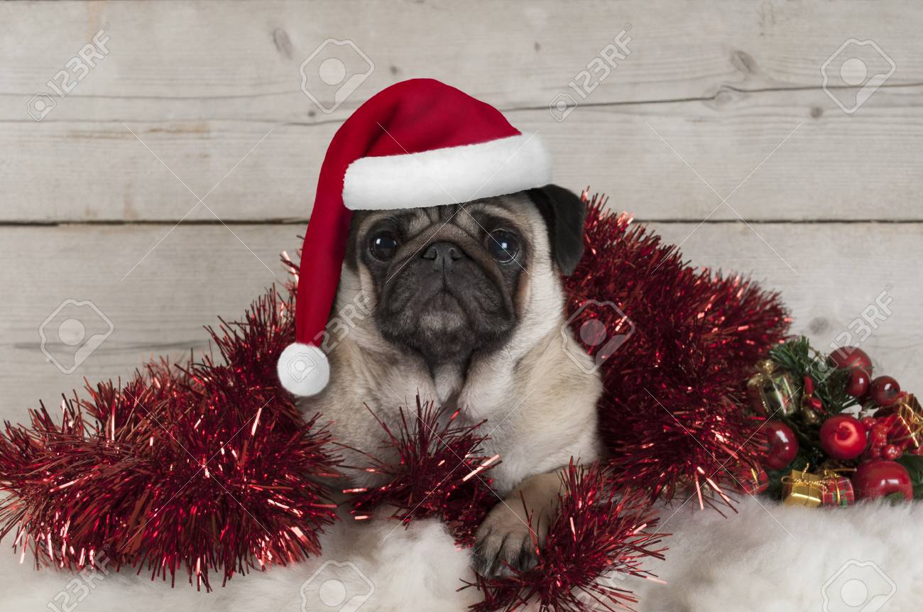 Kisses & Christmas Wishes polka dot red Christmas socks Pug Dog wine red Pugs Kisses & Christmas Wishes polka dot red Christmas socks Pug Dog wine red Pugs