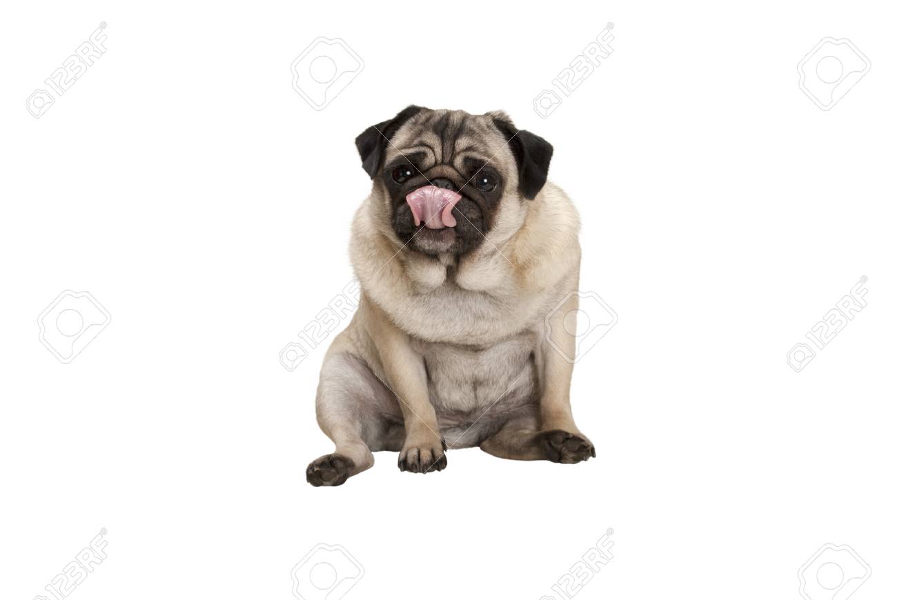 pug licking nose