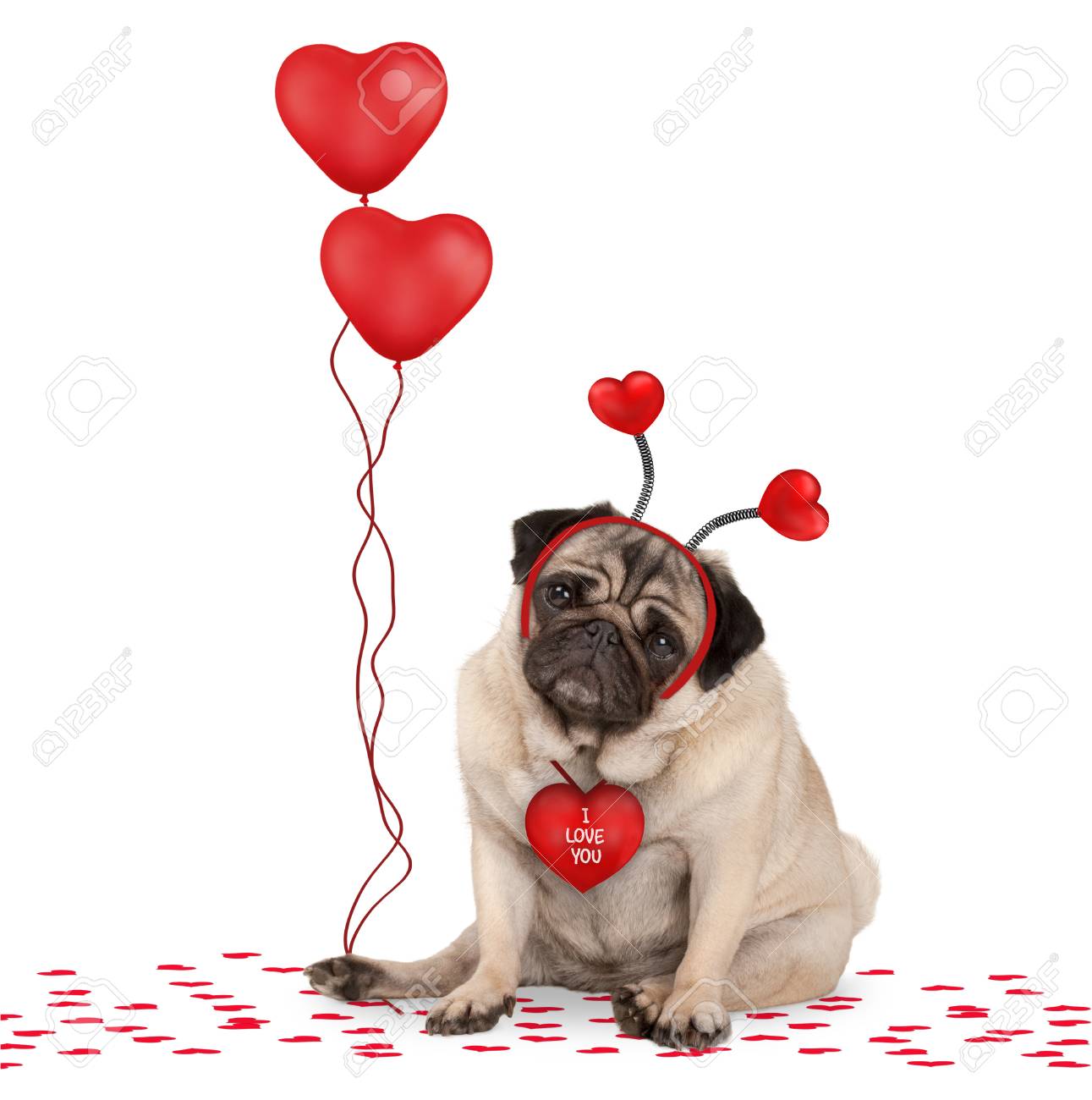 Lovely Cute Valentines Day Pug Puppy Dog Sitting Down On Confetti ...