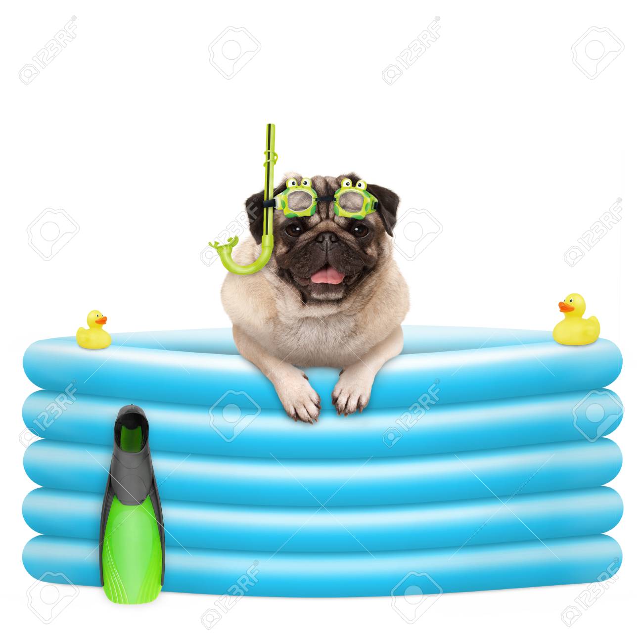 pug inflatable pool