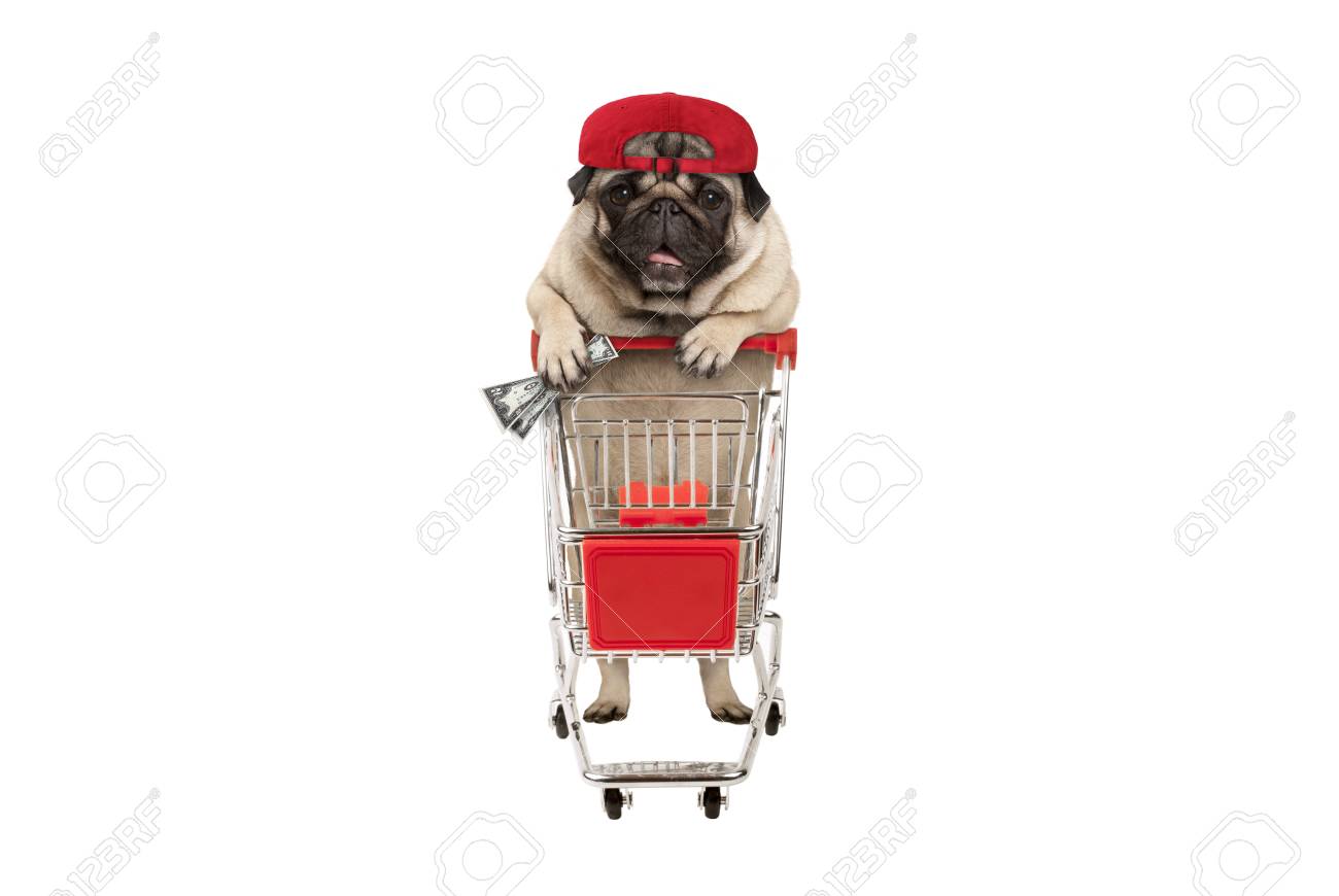 funny happy pug puppy dog with money in is hand, leaning on shopping cart. isolated on white background - 112438553 funny happy pug puppy dog with money in is hand, leaning on shopping cart. isolated on white background - 112438553