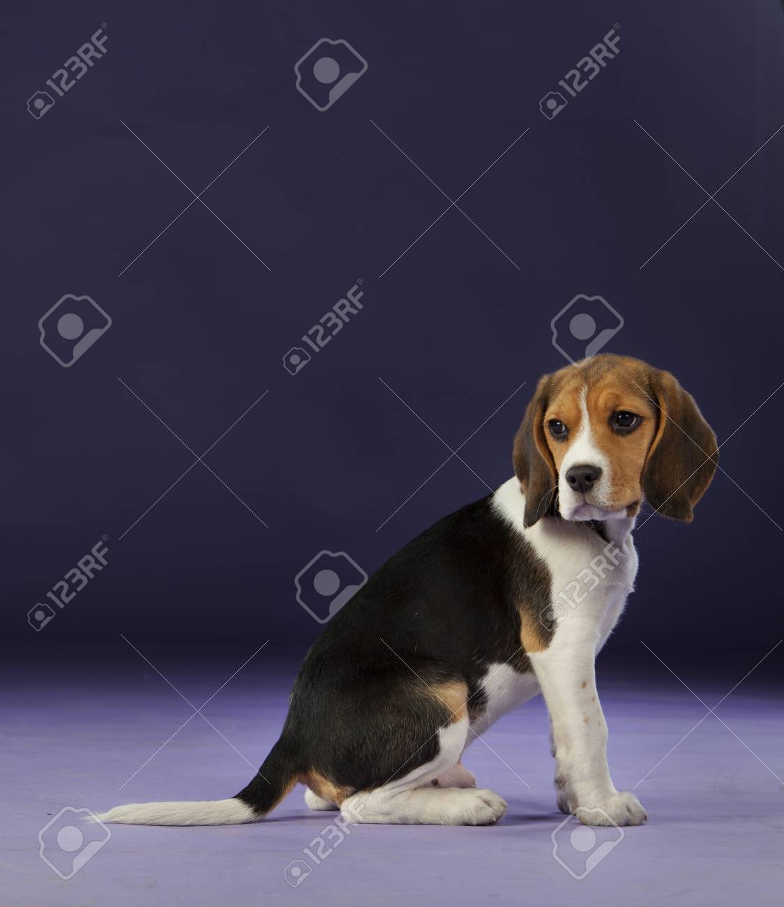 Bebe Beagle Sur Le Studio Avec Fond Bleu Banque D Images Et Photos Libres De Droits Image