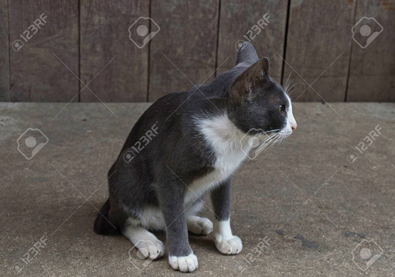 etiam-dictum-ipsum-a-felis