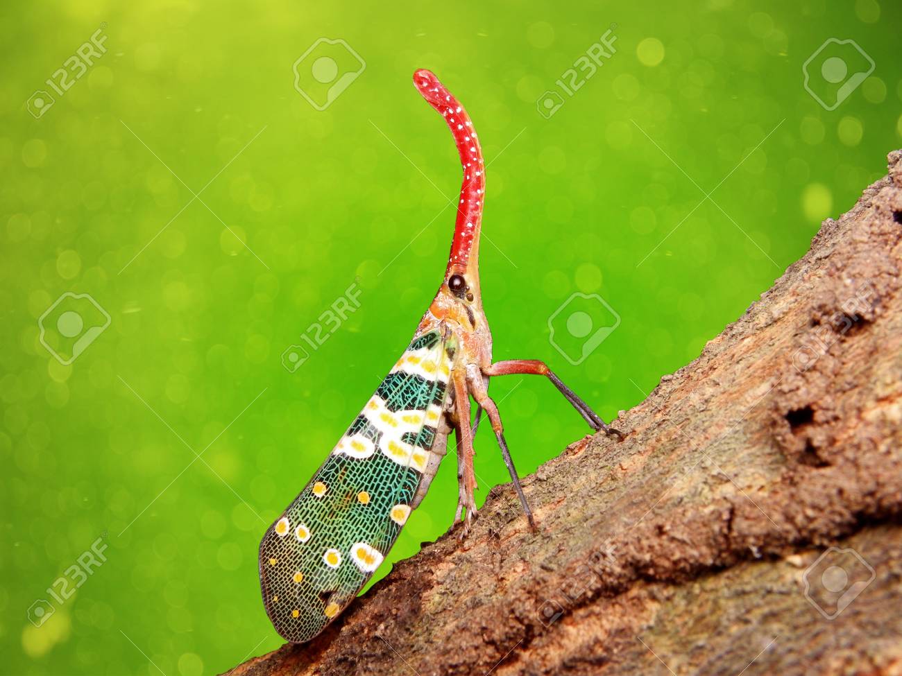 etiam-dictum-ipsum-a-felis