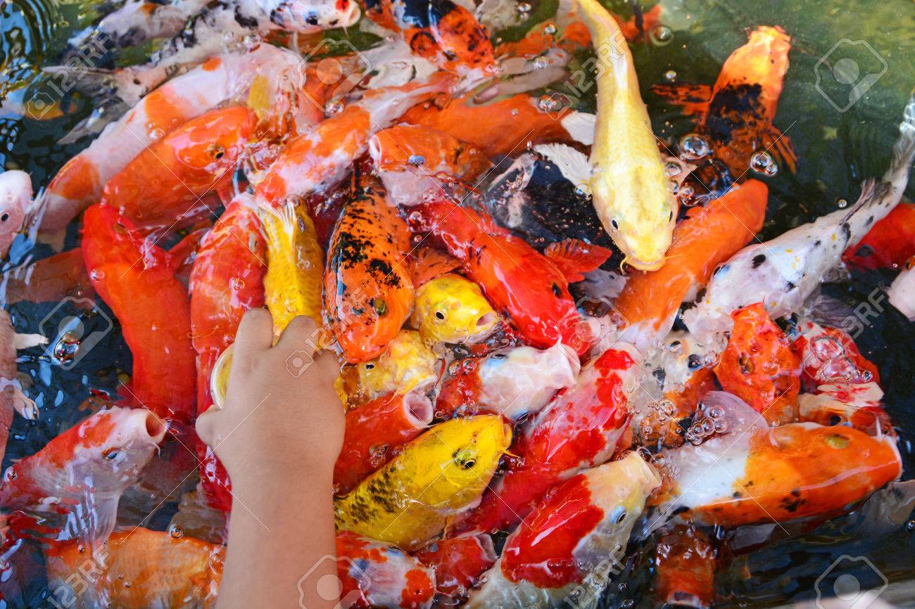 feeding koi fish