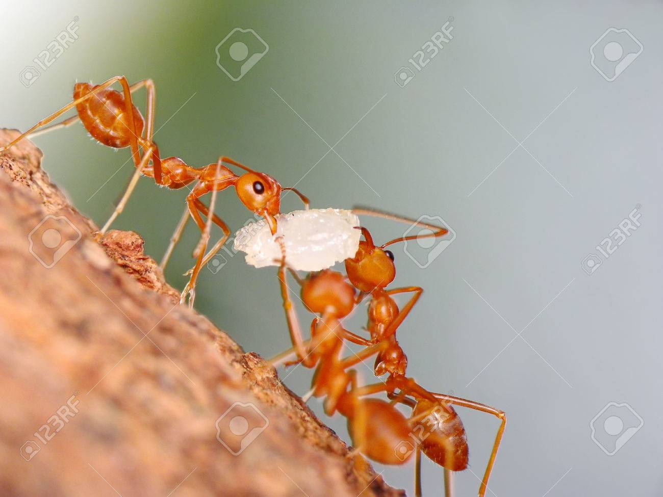 Ants Carrying Grains Stock Photo, Picture and Royalty Free Image. Image  52144822.