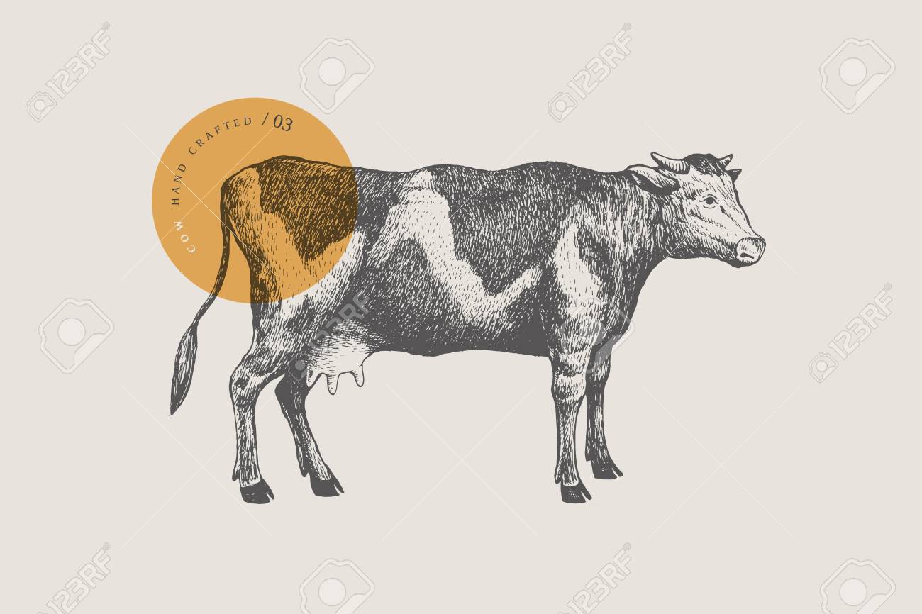Retro Graphic Hand Drawn Cow For Markets And Shops Vector Vintage Illustrations Royalty Free Cliparts Vectors And Stock Illustration Image 118979797