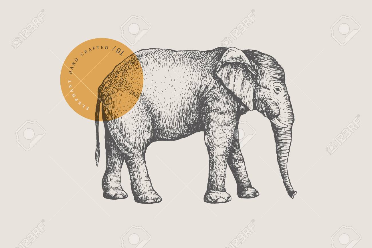 Image of a large African elephant, drawn by graphic lines on a light background. - 151407072 Image of a large African elephant, drawn by graphic lines on a light background. - 151407072