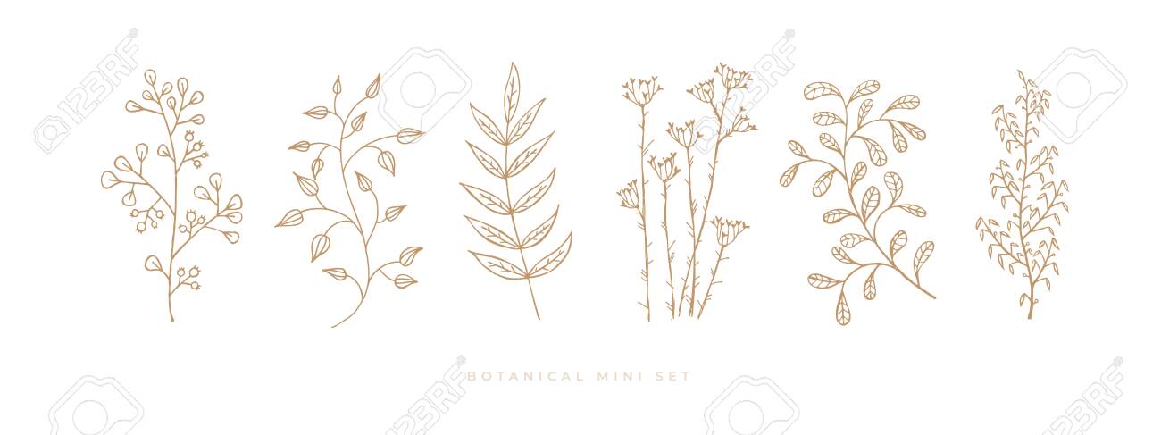 Set hand drawn curly grass and flowers on white isolated background. Trendy wildflowers and herbs. Botanical illustration. Decorative floral picture. - 151373682 Set hand drawn curly grass and flowers on white isolated background. Trendy wildflowers and herbs. Botanical illustration. Decorative floral picture. - 151373682