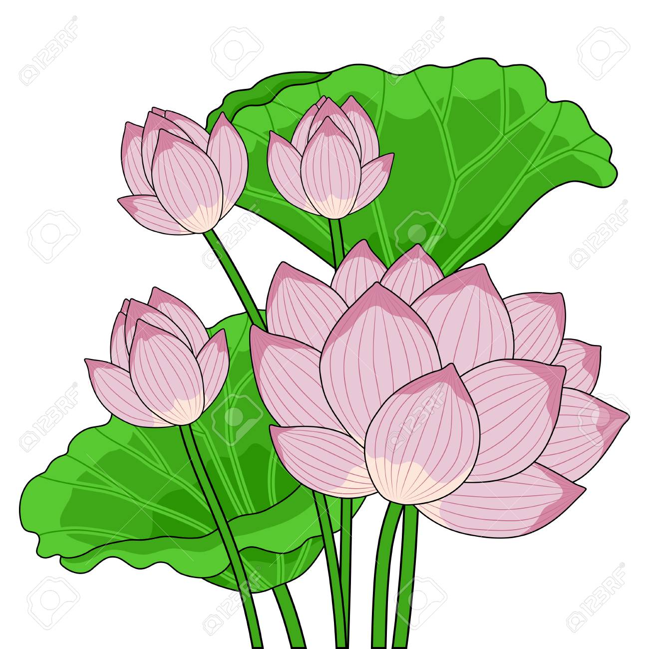 白い背景に蓮の花のイラスト素材 ベクタ Image