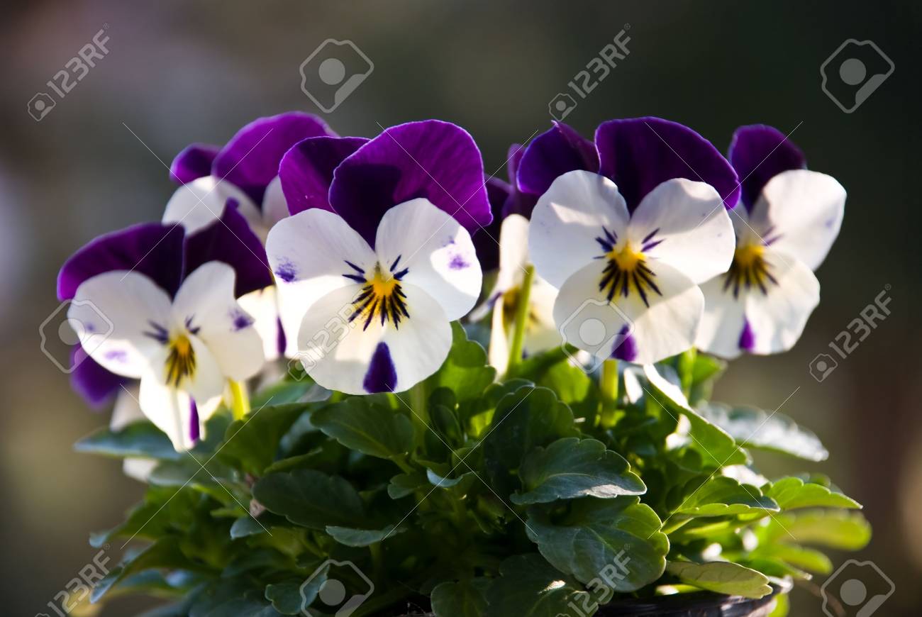 etiam-dictum-ipsum-a-felis