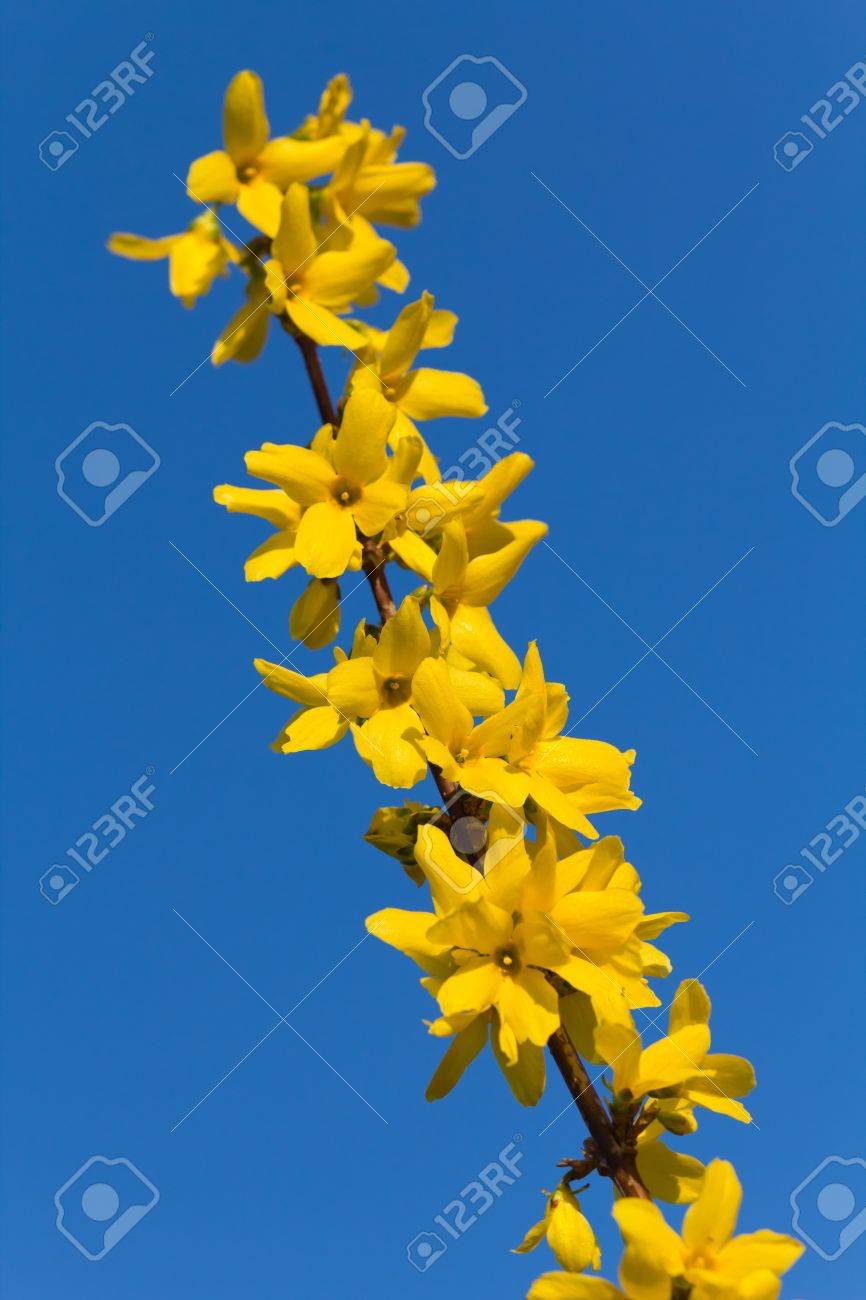 春の花に共通のレンギョウの黄色い花の背景に の写真素材 画像素材 Image 春の花に共通のレンギョウの黄色い花の背景に の写真素材 画像素材 Image