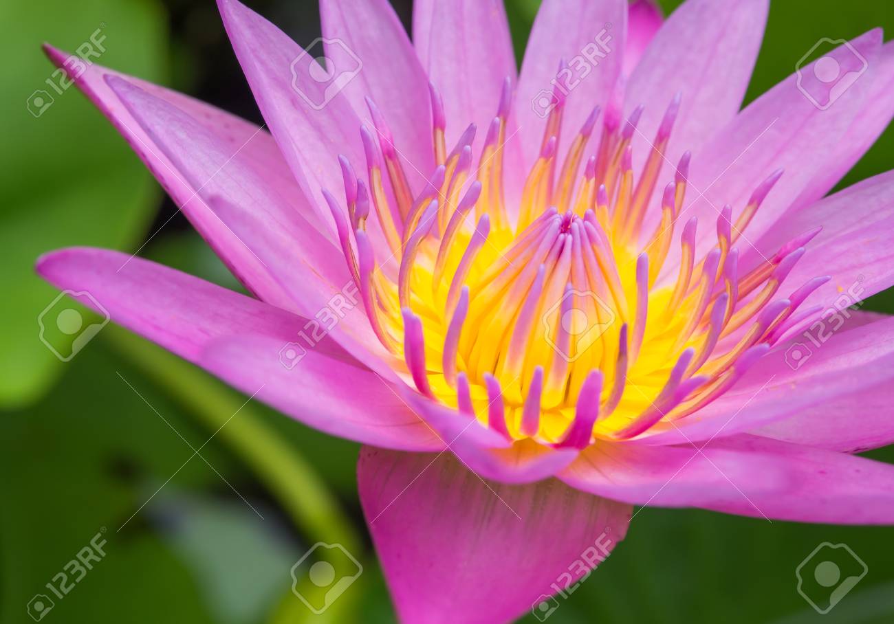 Gros Plan Dune Fleur De Lotus Jaune Et Rose Dans Le Jardin Cétait Magnifiquement Fleuri