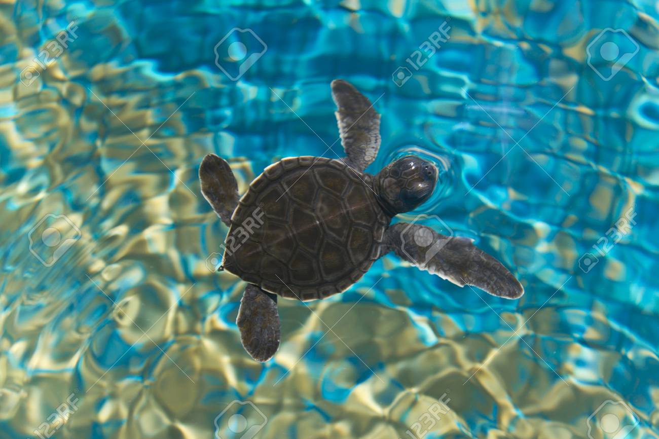 Baby Turtle Swimming In Water Stock Photo, Picture and Royalty Free Image.  Image 26144432., image size:1300x866