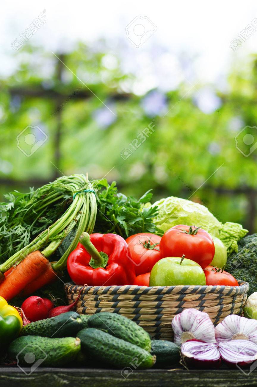 Fresh organic vegetables in wicker basket in the garden - 29355260 Fresh organic vegetables in wicker basket in the garden - 29355260