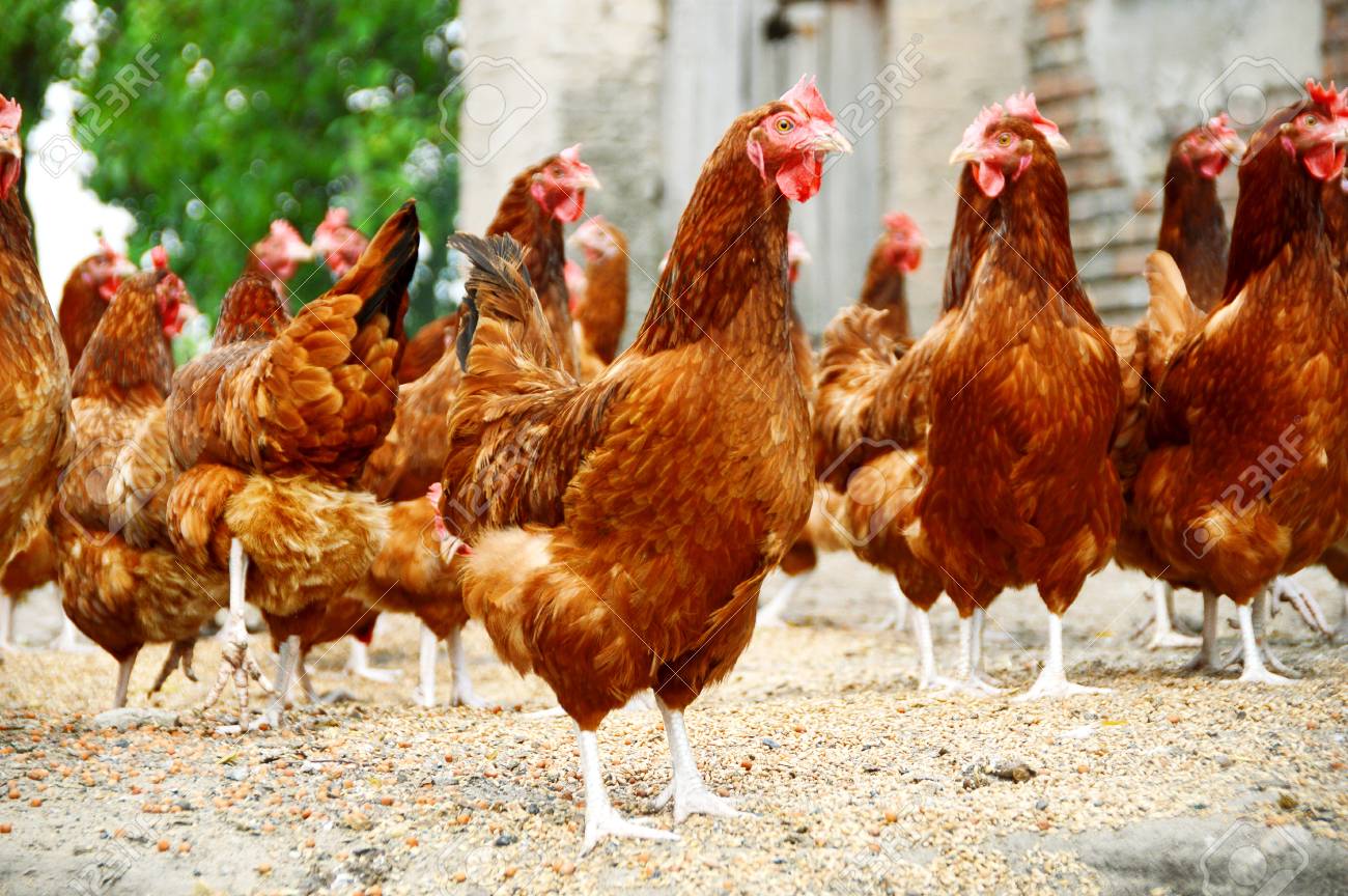 伝統的なフリーレンジ家禽農場で鶏 の写真素材 画像素材 Image 伝統的なフリーレンジ家禽農場で鶏 の写真素材 画像素材 Image