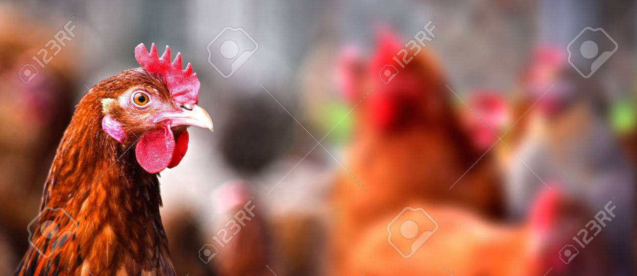 Chickens on traditional free range poultry farm. - 81385109 Chickens on traditional free range poultry farm. - 81385109