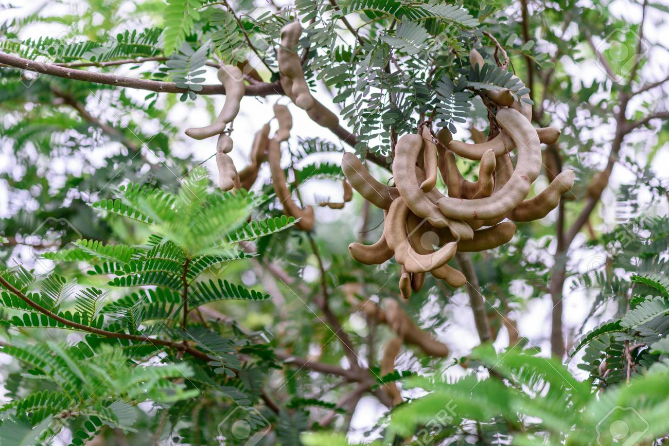 Fresh Tamarind On Tamarind Tree Stock Photo Picture And Royalty Free Image Image Fresh Tamarind On Tamarind Tree Stock Photo Picture And Royalty Free Image Image