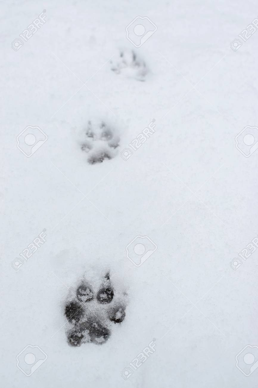 雪の中の犬の足跡 の写真素材 画像素材 Image 雪の中の犬の足跡 の写真素材 画像素材 Image