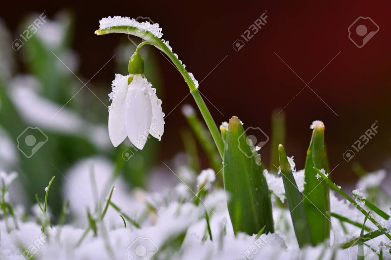 snowdrops spring flowers beautifully blooming in the grass at